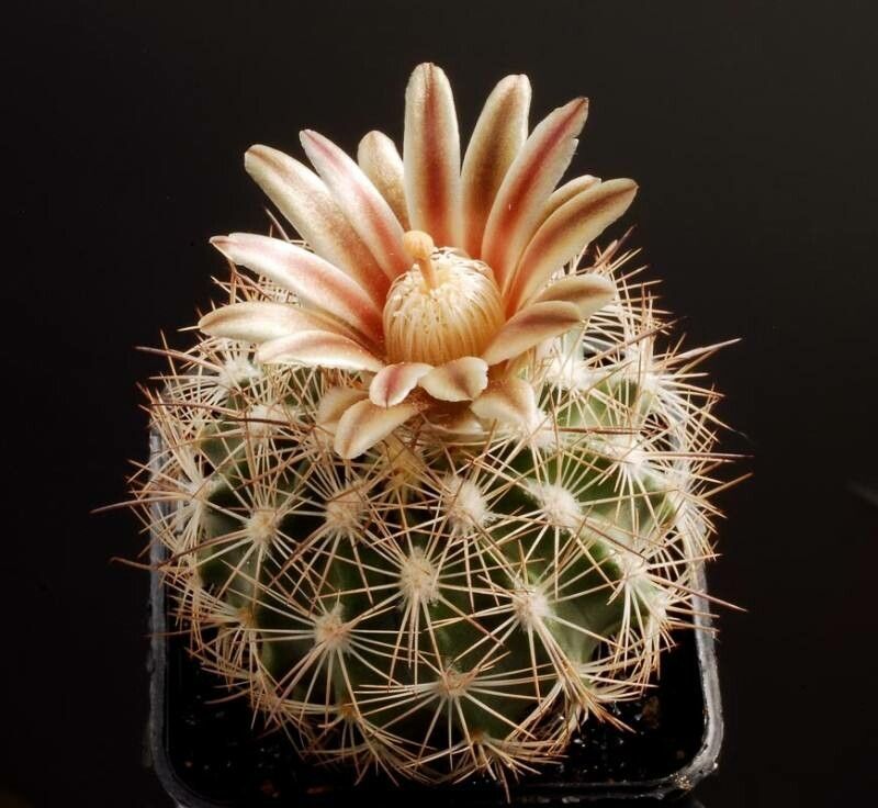Sclerocactus unguispinus flower