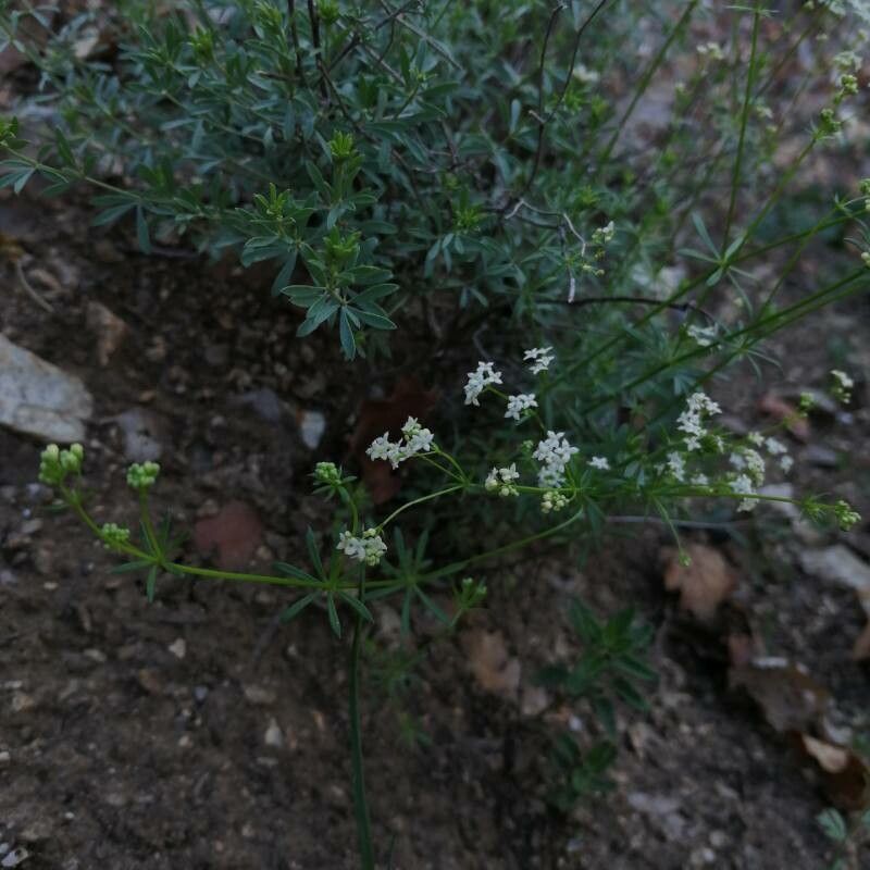 Galium estebanii — houseplant care guide