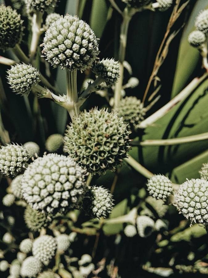 Eryngium yuccifolium fruit