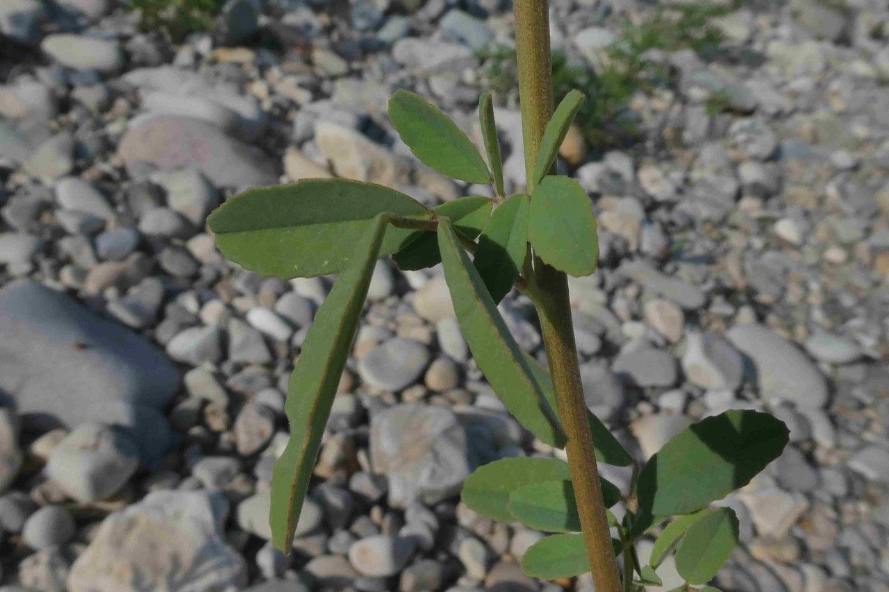 Lotus herbaceus — search result for 'Lotus'