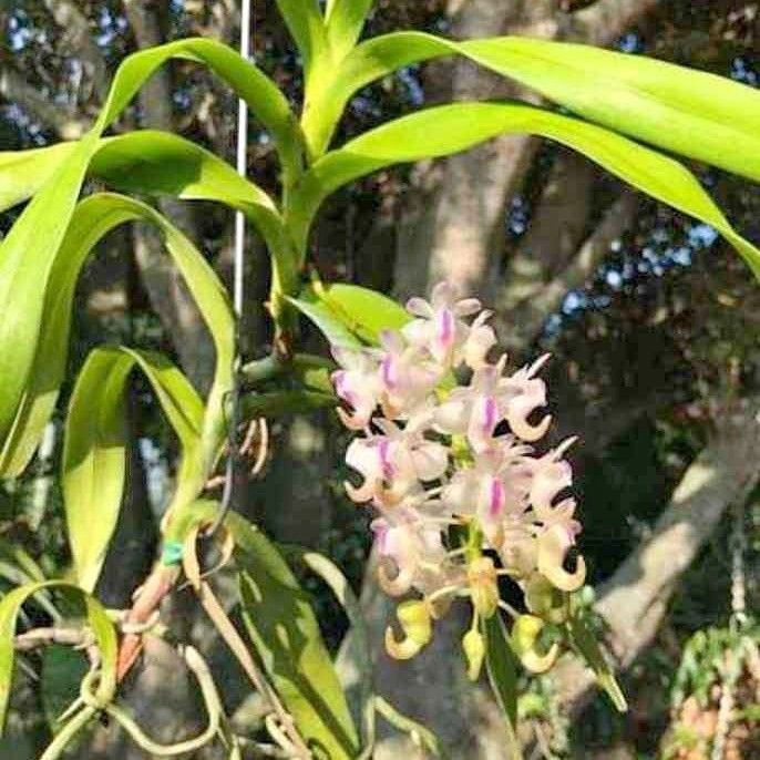 Aerides odorata flower