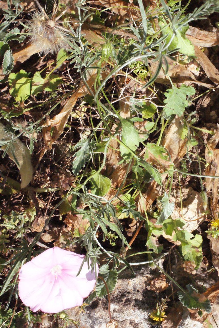 Convolvulus elegantissimus habit