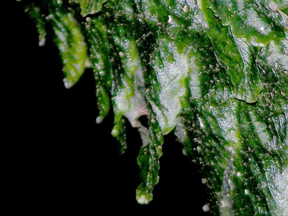 Trichomanes tuerckheimii other