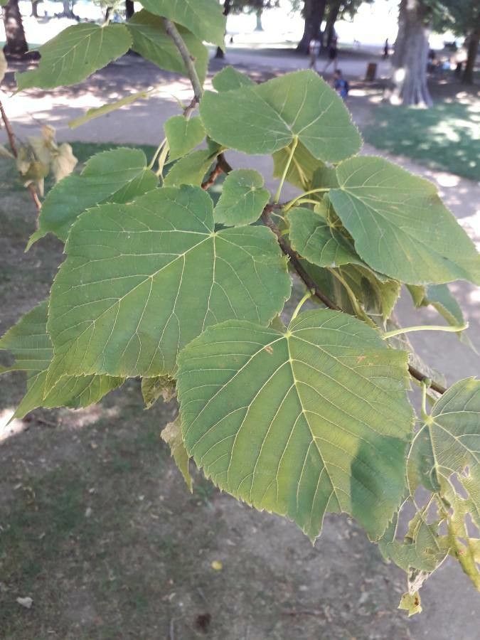 Tilia monticola — search result for 'Tilia'