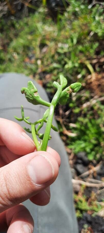 Apium prostratum habit