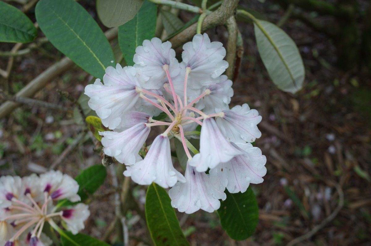 Rhododendron coriaceum flower