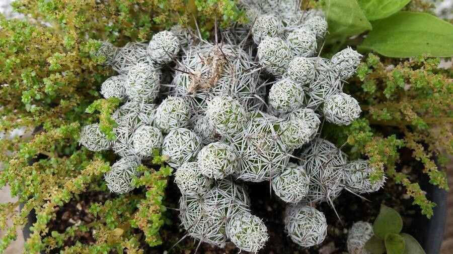 Mammillaria gracilis bark