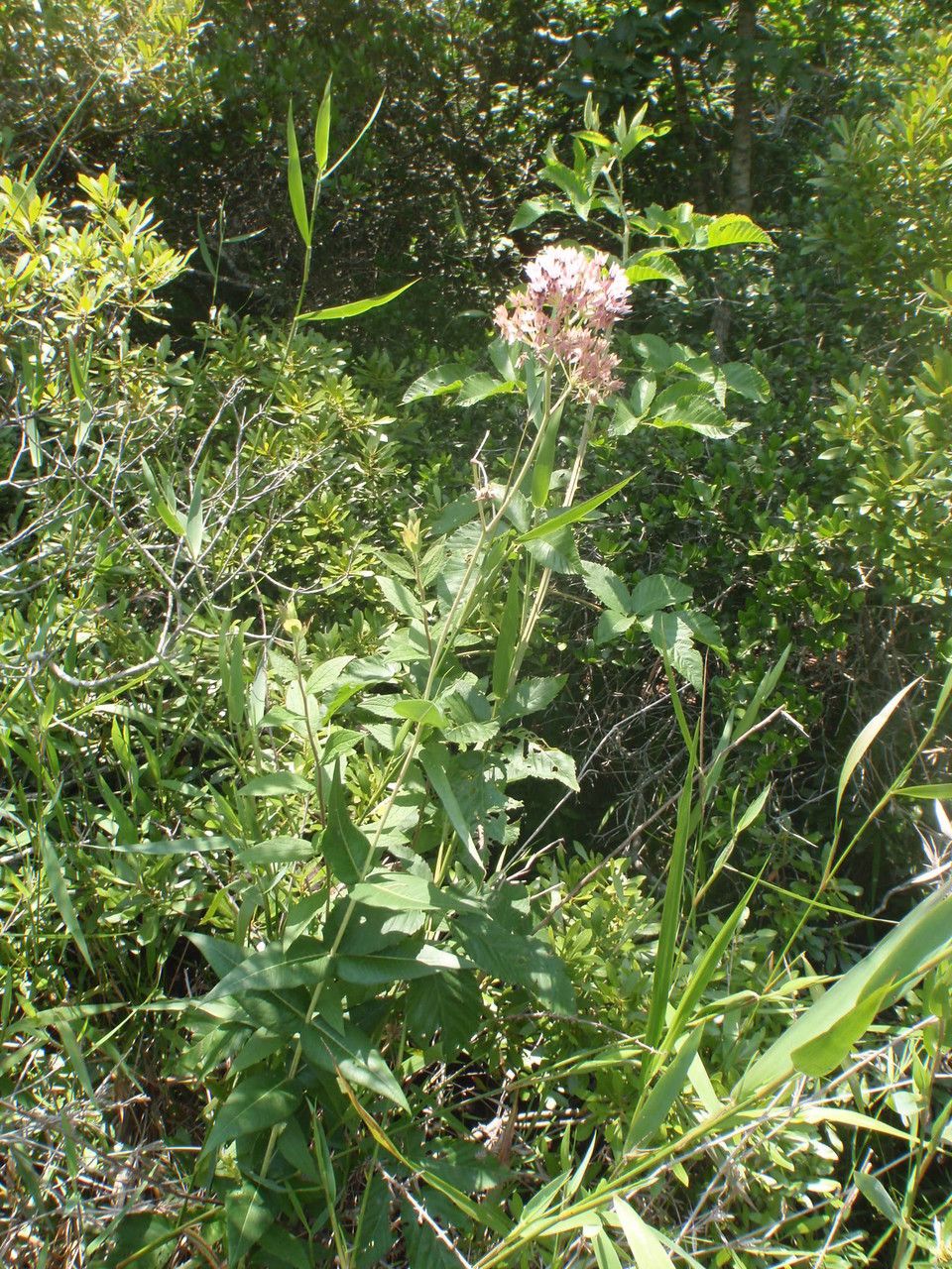Asclepias rubra habit