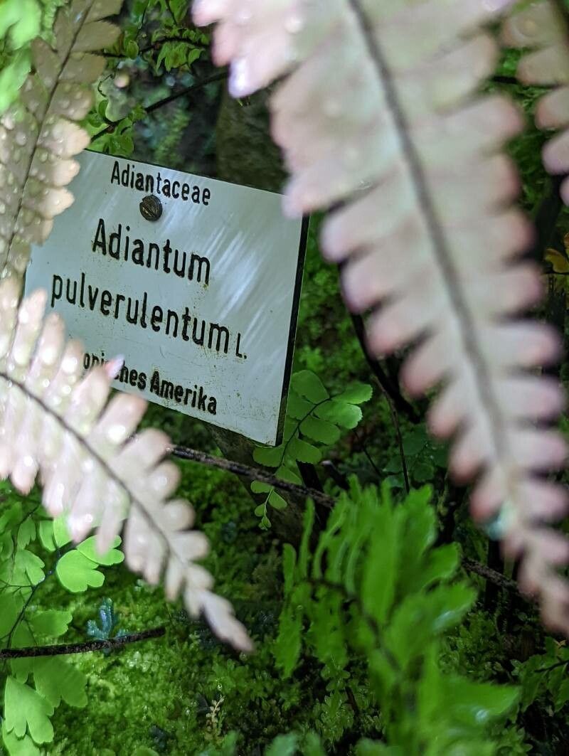 Adiantum pulverulentum other