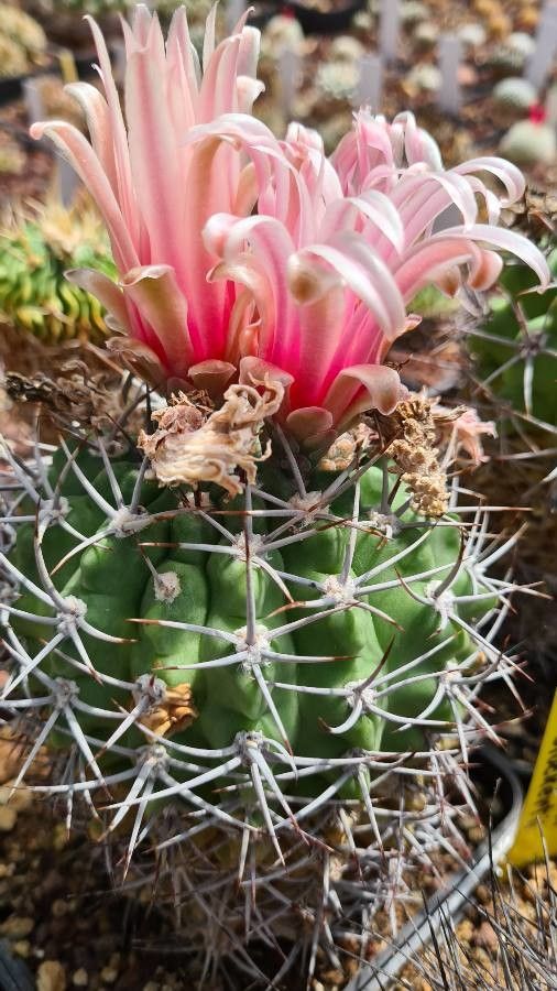 Gymnocalycium castellanosii flower