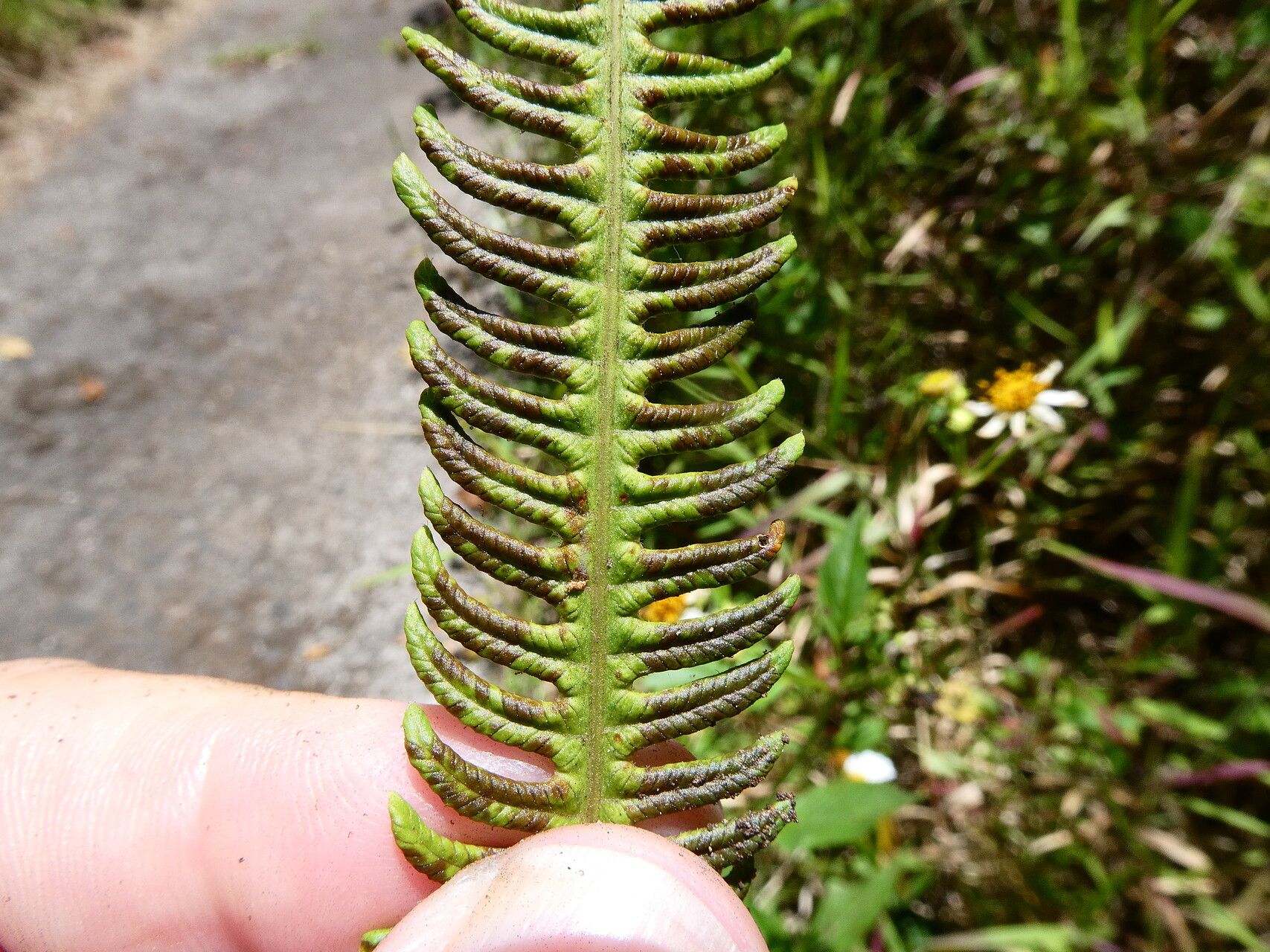 Thelypteris patens — search result for 'Thelypteris'