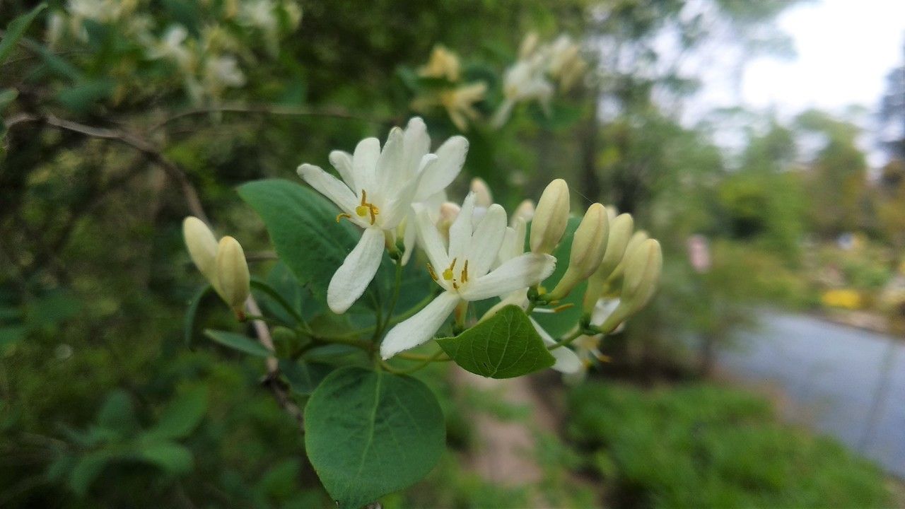 Lonicera korolkowii flower