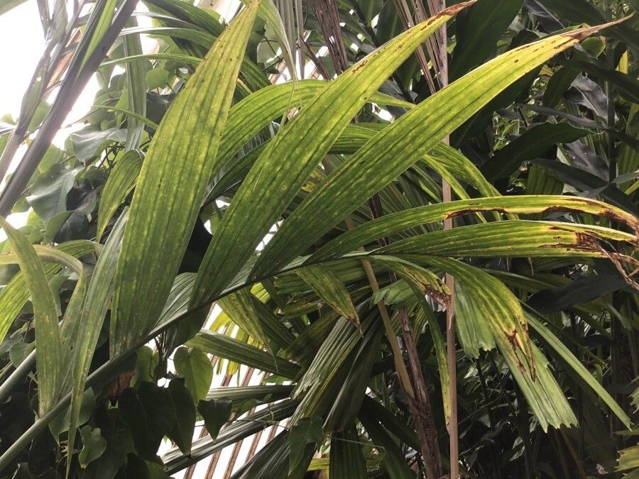 Areca catechu — search result for 'Piperaceae'