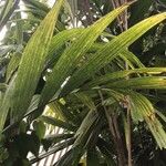 Areca catechu