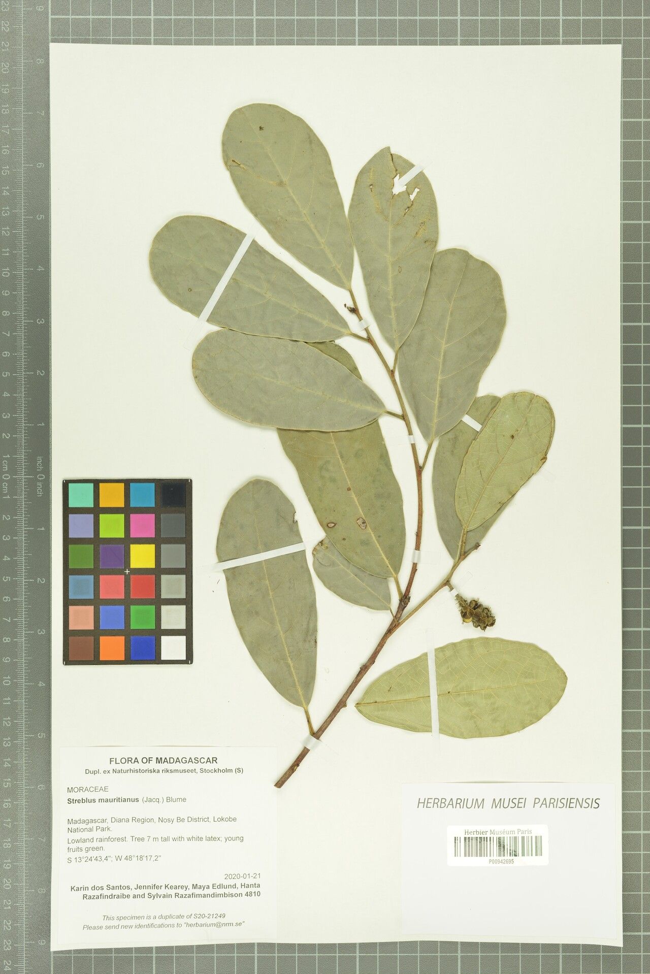 Streblus mauritianus — related species from the same genus