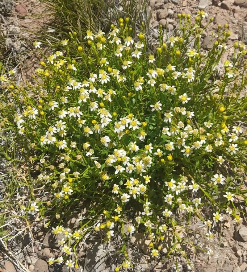 Gutierrezia solbrigii habit