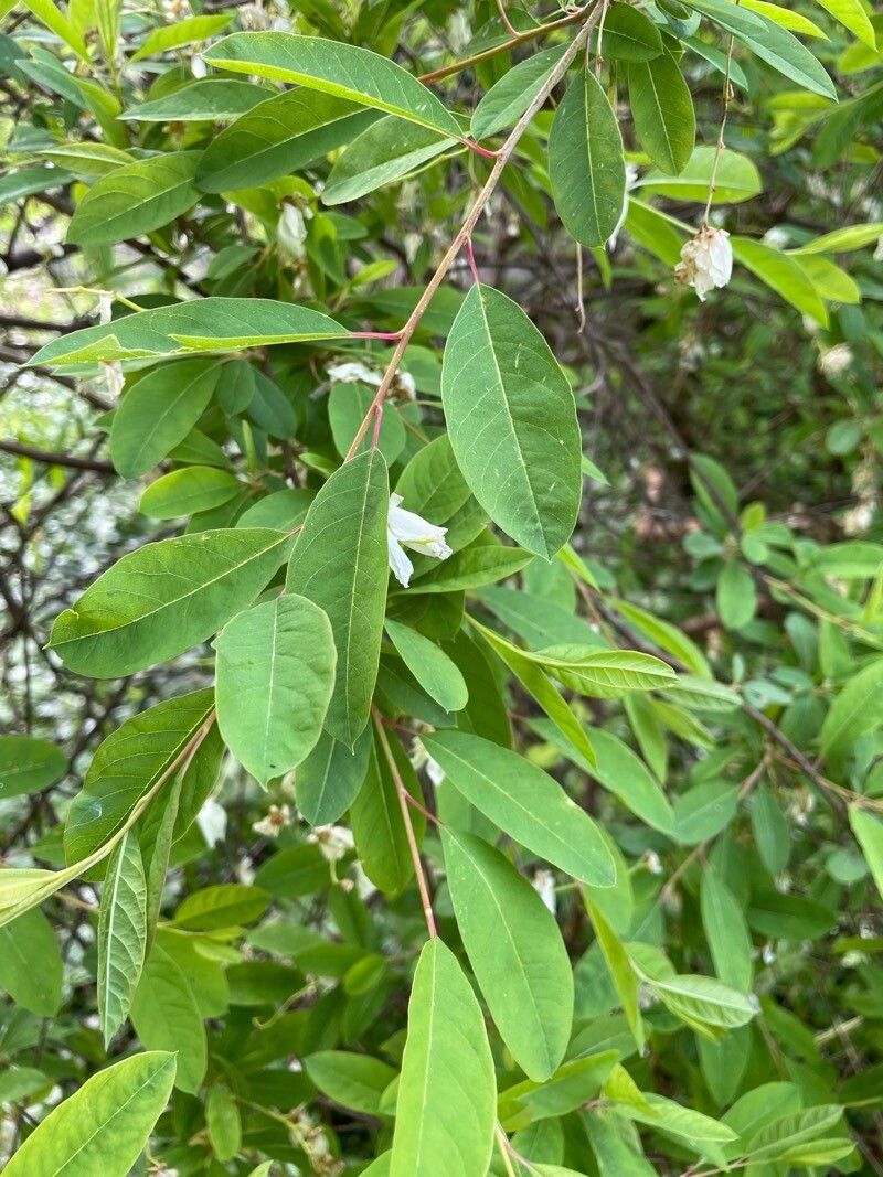Exochorda racemosa leaf