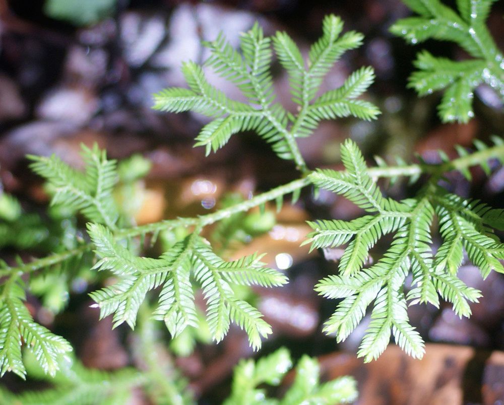 Selaginella viridula — houseplant care guide