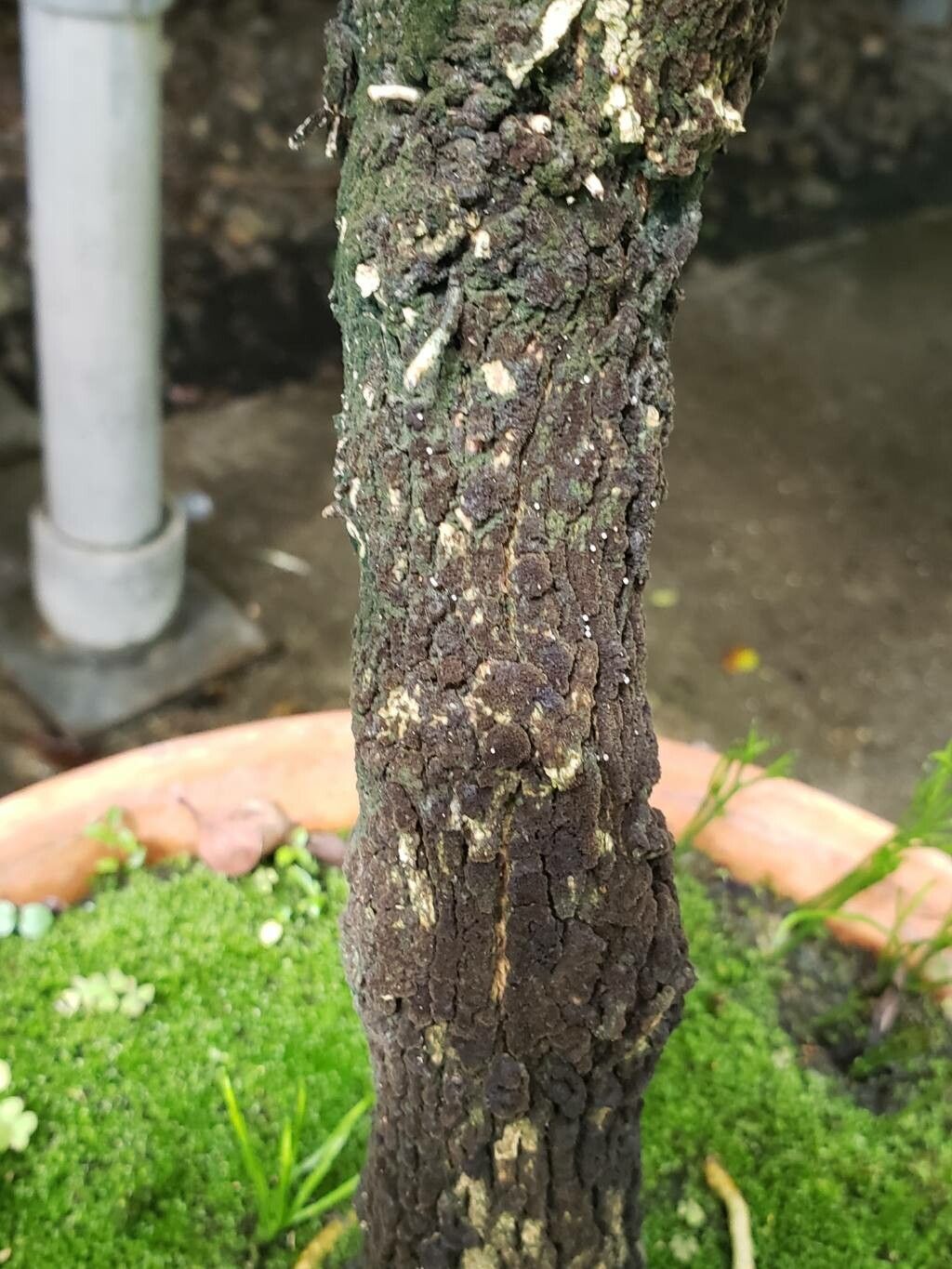 Duranta stenostachya bark