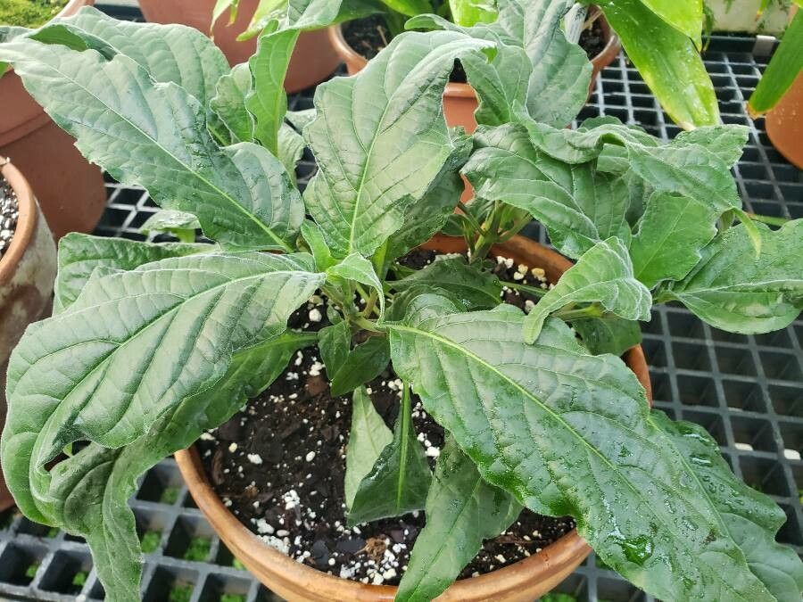 Justicia aequilabris habit