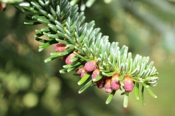 Abies numidica flower