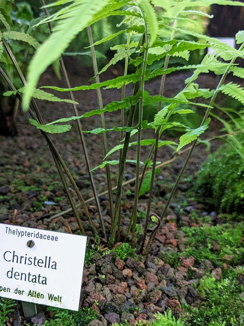 Thelypteris dentata bark