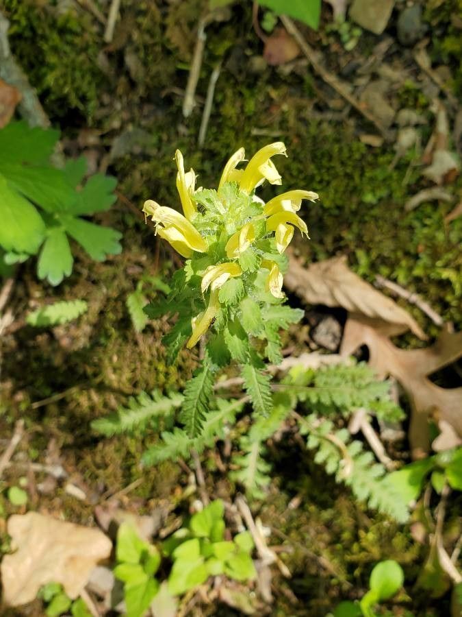 Pedicularis canadensis habit