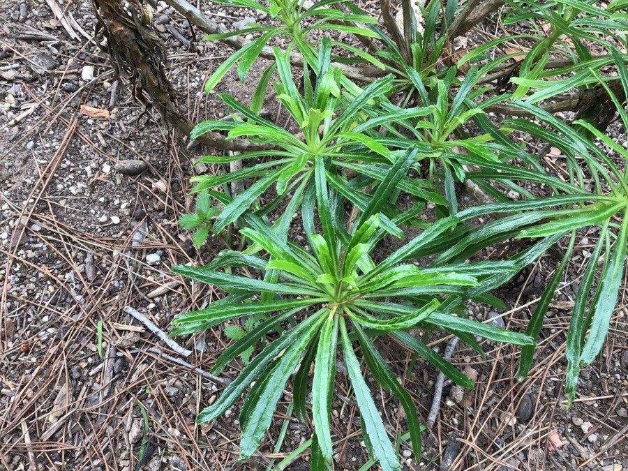 Azorina vidalii — search result for 'Azores'