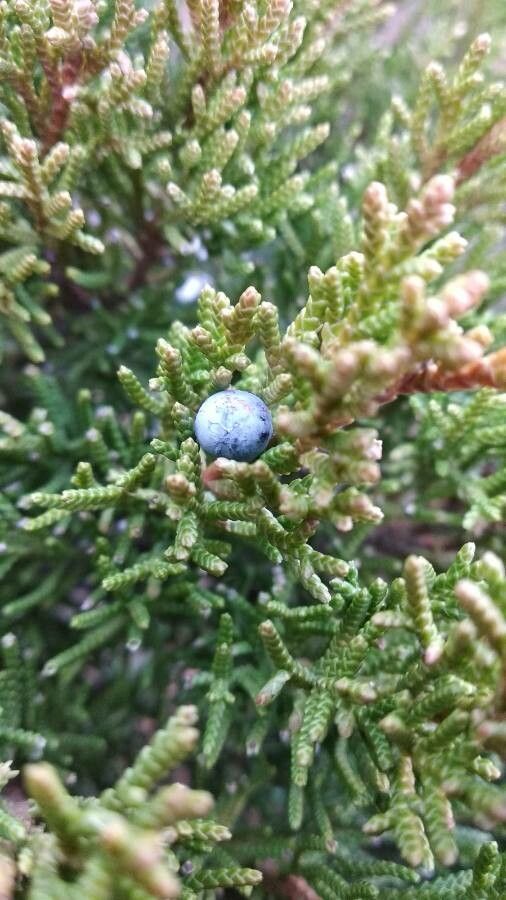 Juniperus californica other