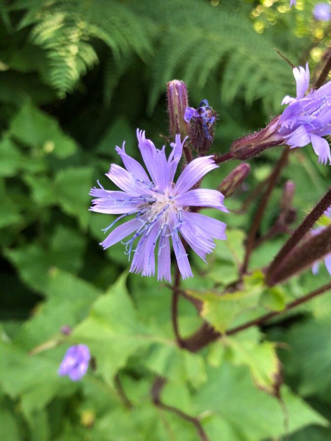 Lactuca alpina flower