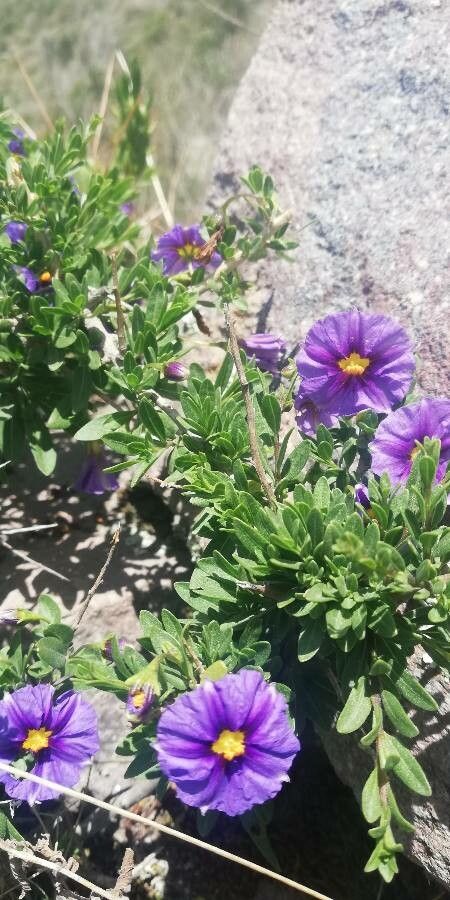 Lycianthes rantonnetii — search result for 'Paraguay'