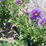 Lycianthes rantonnetii