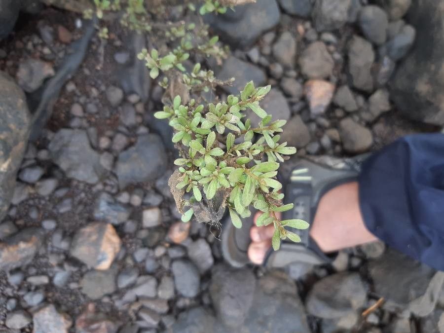 Rotula aquatica — houseplant care guide