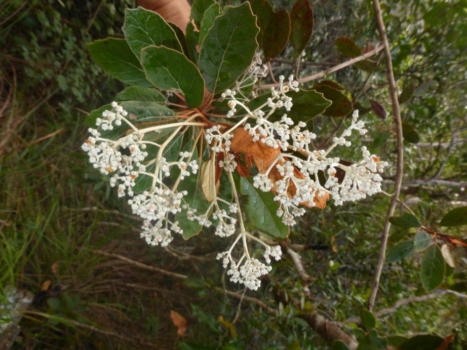 Argophyllum brevistylum flower