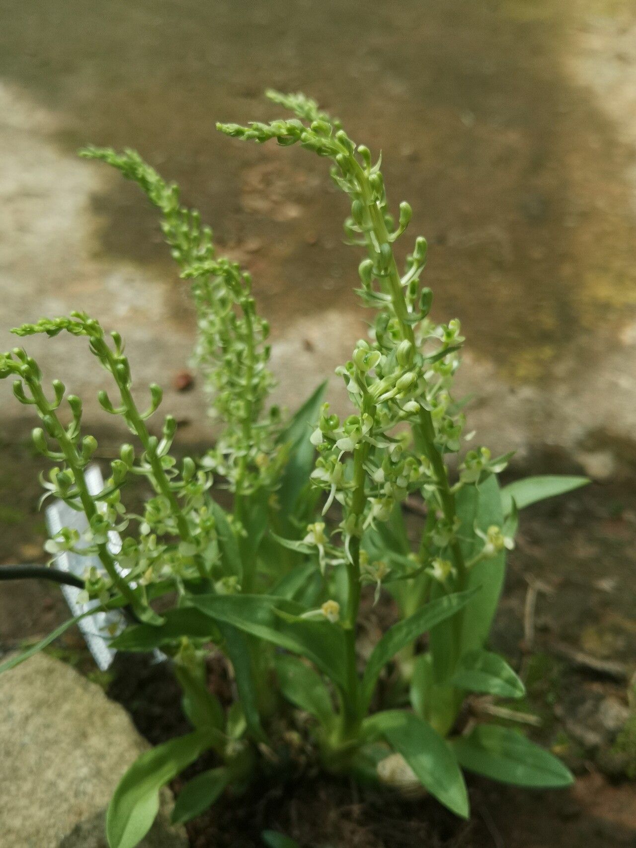 Liparis epiphytica habit