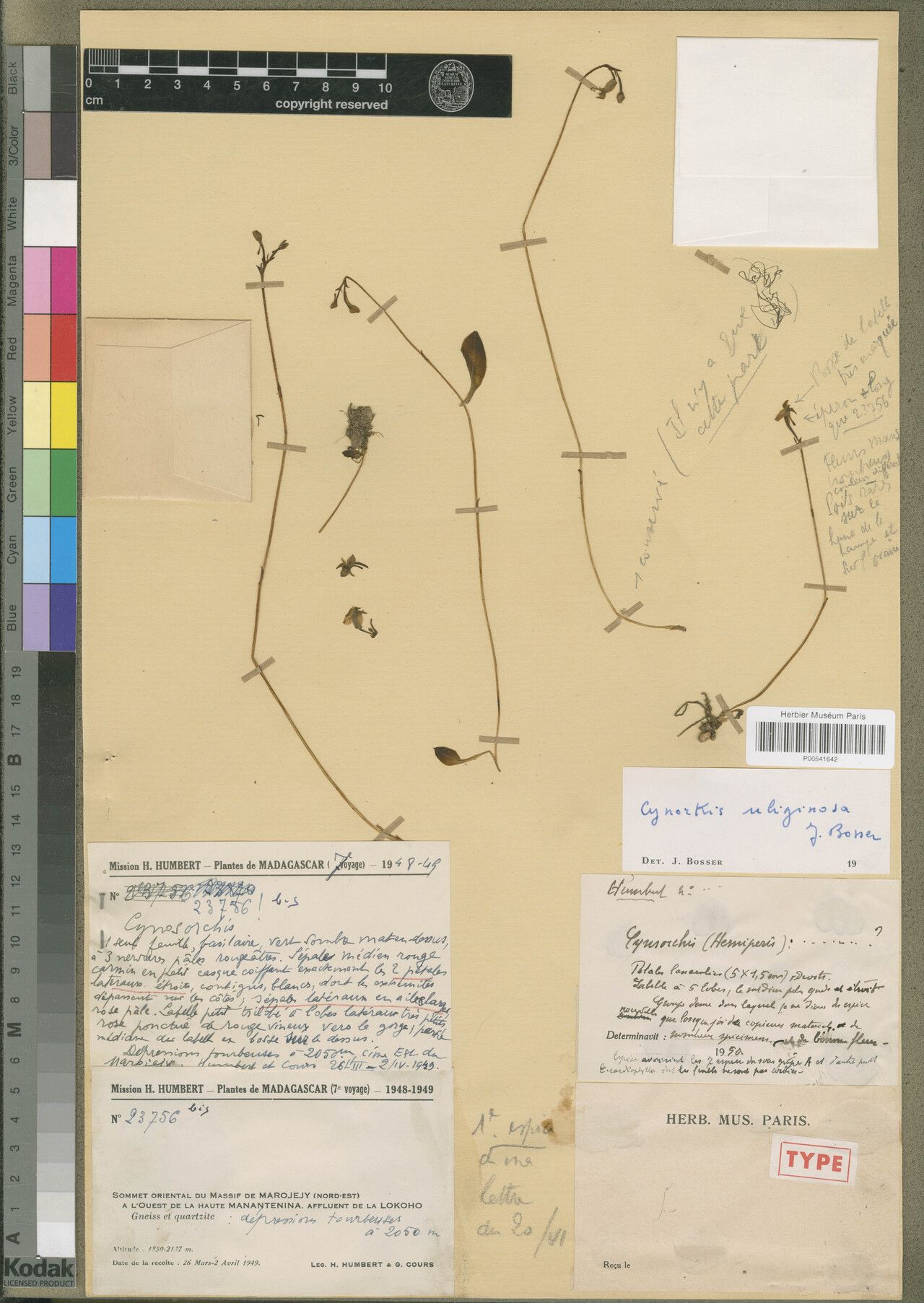 Cynorkis uliginosa — houseplant care guide