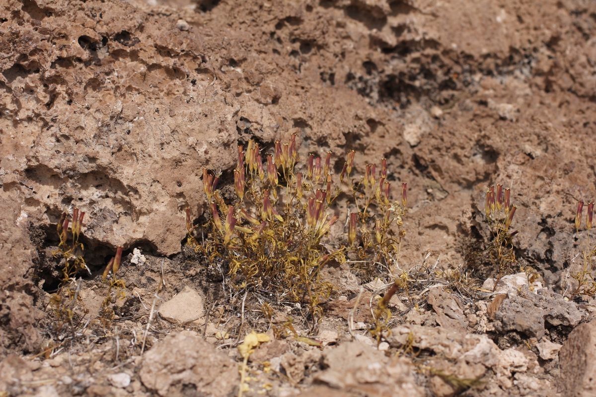Tagetes multiflora habit