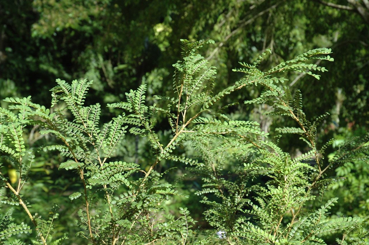 Sophora toromiro habit