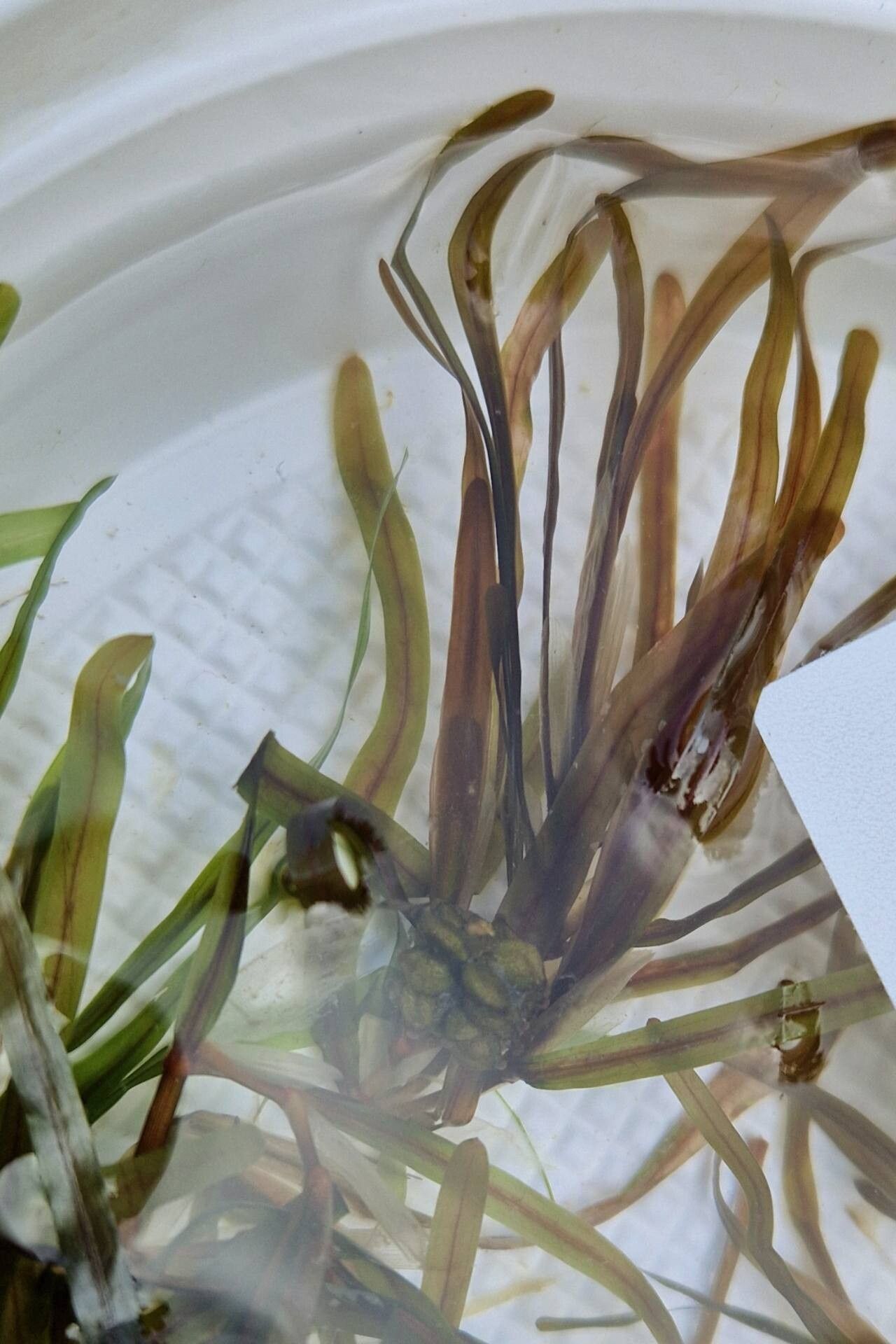 Potamogeton obtusifolius leaf