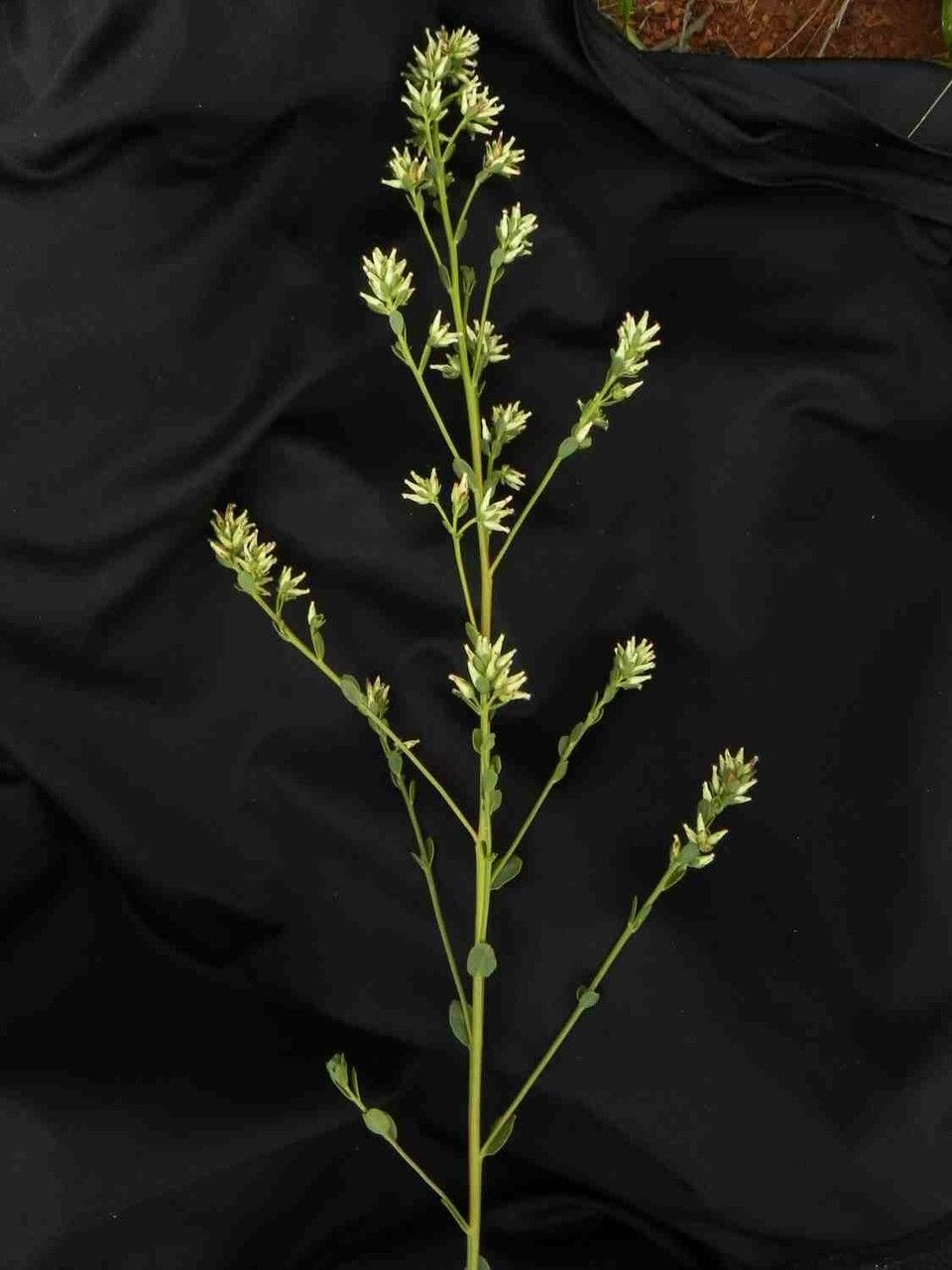 Baccharis subdentata — search result for 'Baccharis'