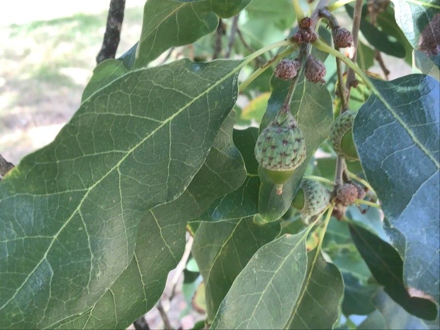 Quercus infectoria fruit