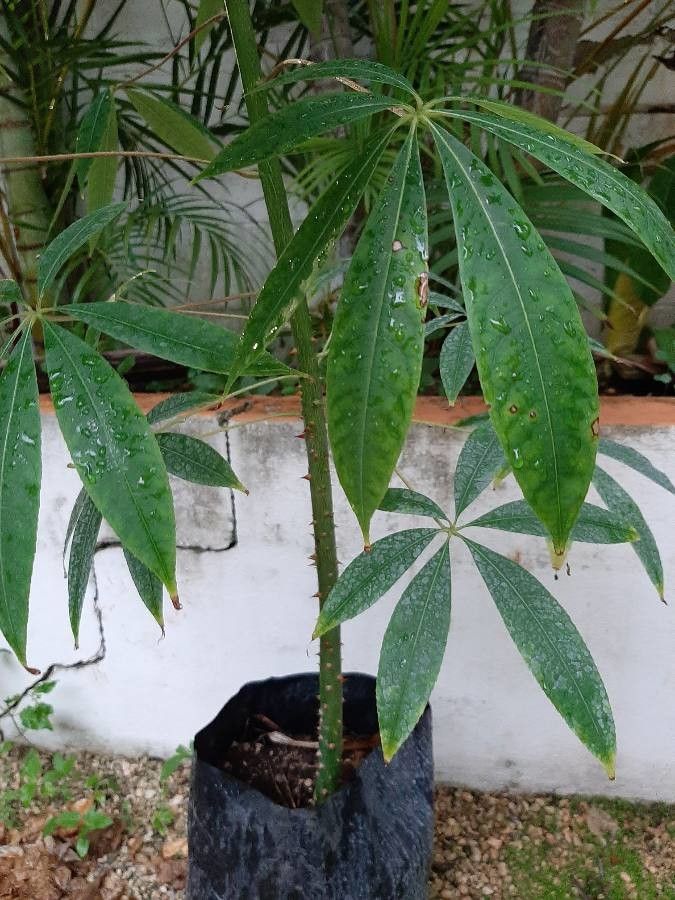 Ceiba samauma — search result for 'Ceiba'