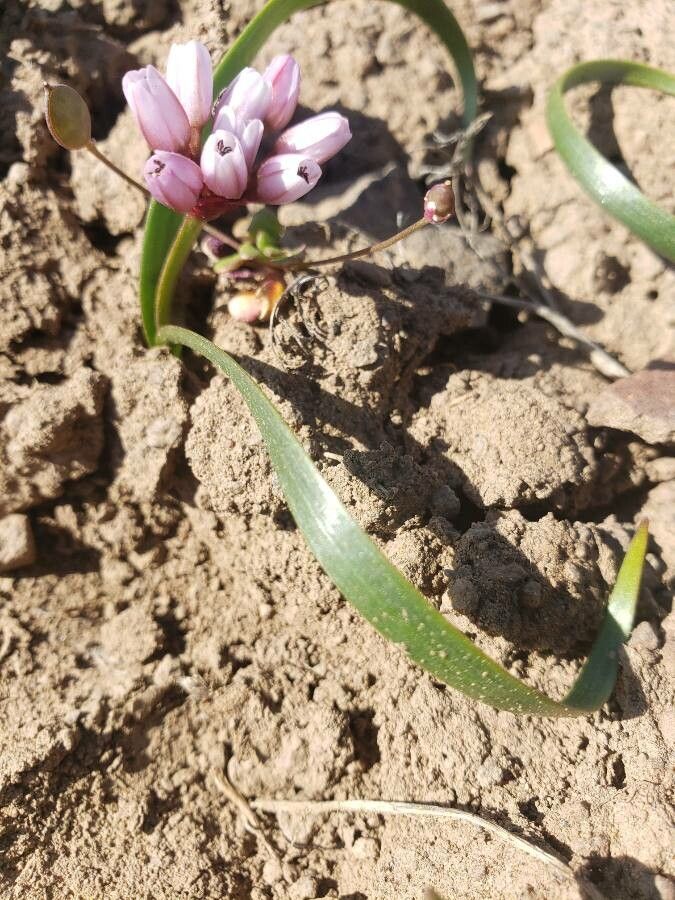 Allium robinsonii — houseplant care guide