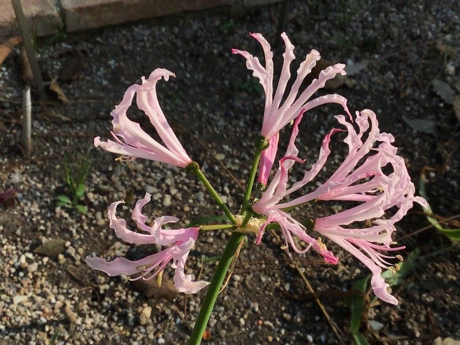 Nerine undulata flower
