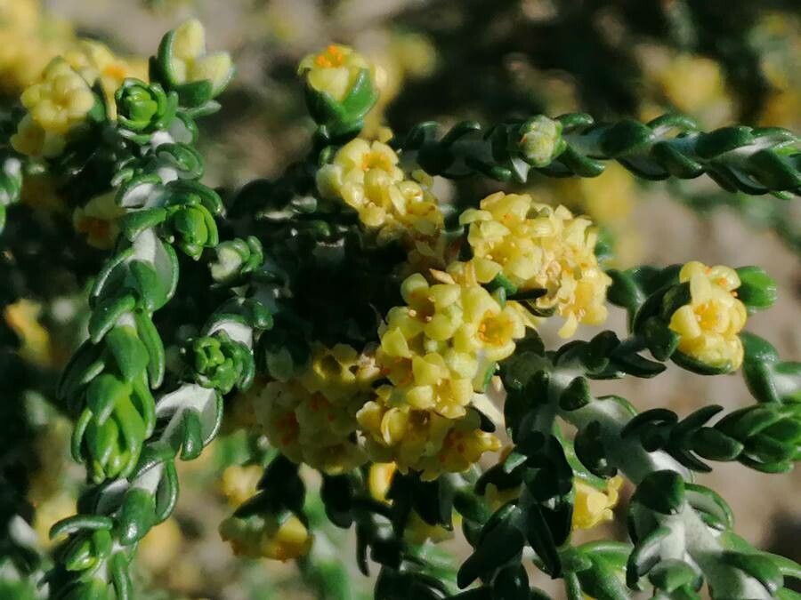 Thymelaea hirsuta flower