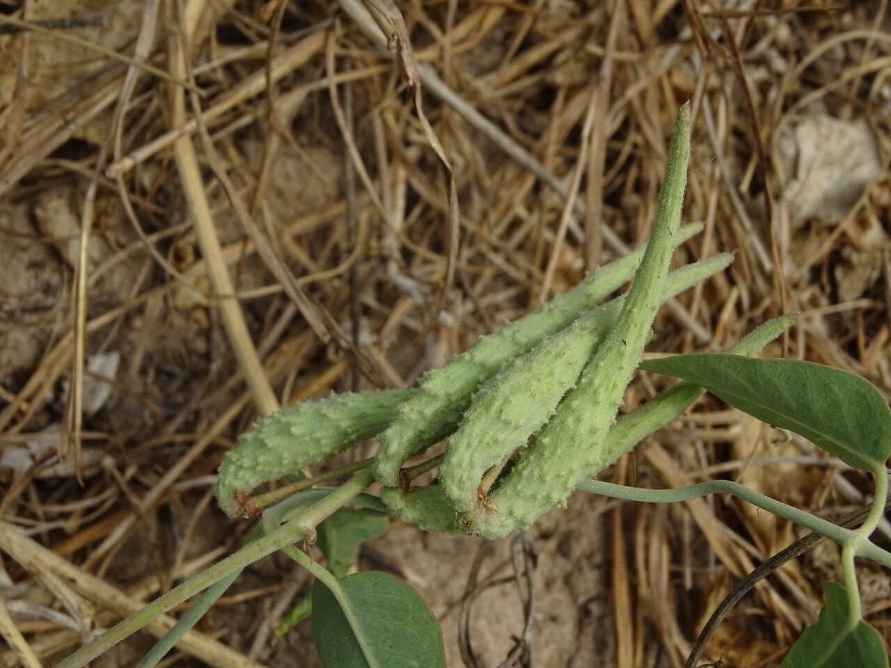 Pergularia daemia fruit