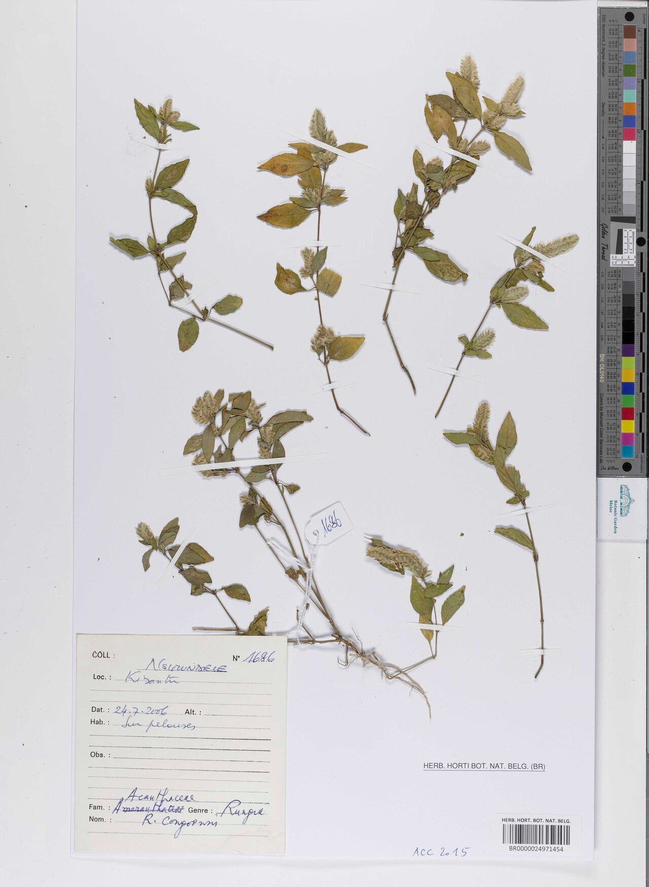 Rungia congoensis — related species from the same genus