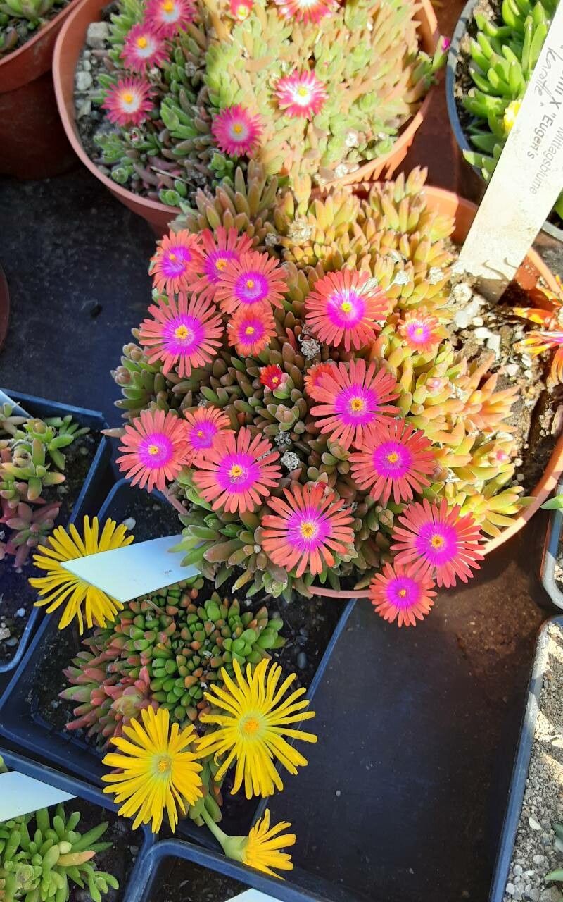 Delosperma dyeri — houseplant care guide