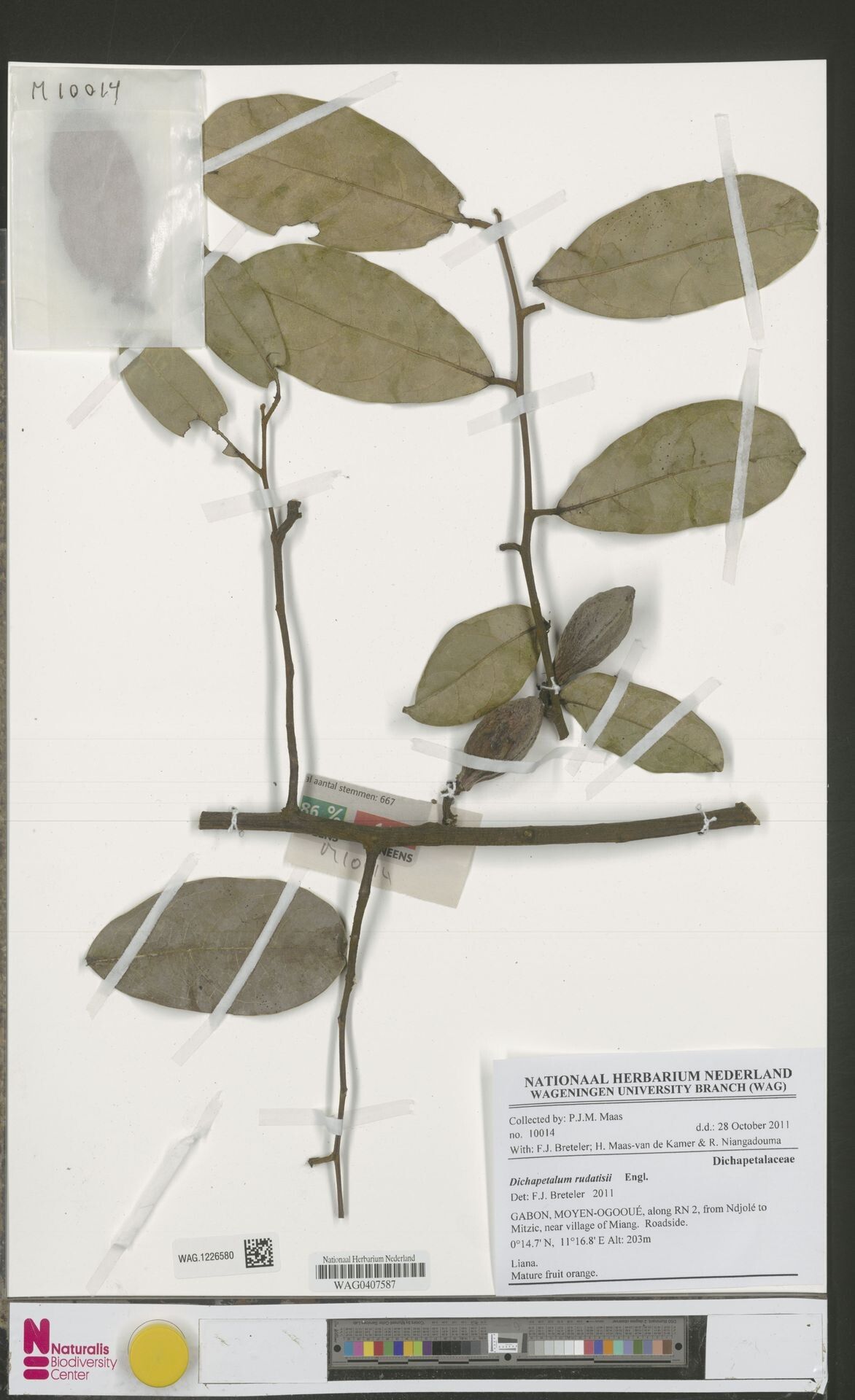 Dichapetalum rudatisii — houseplant care guide