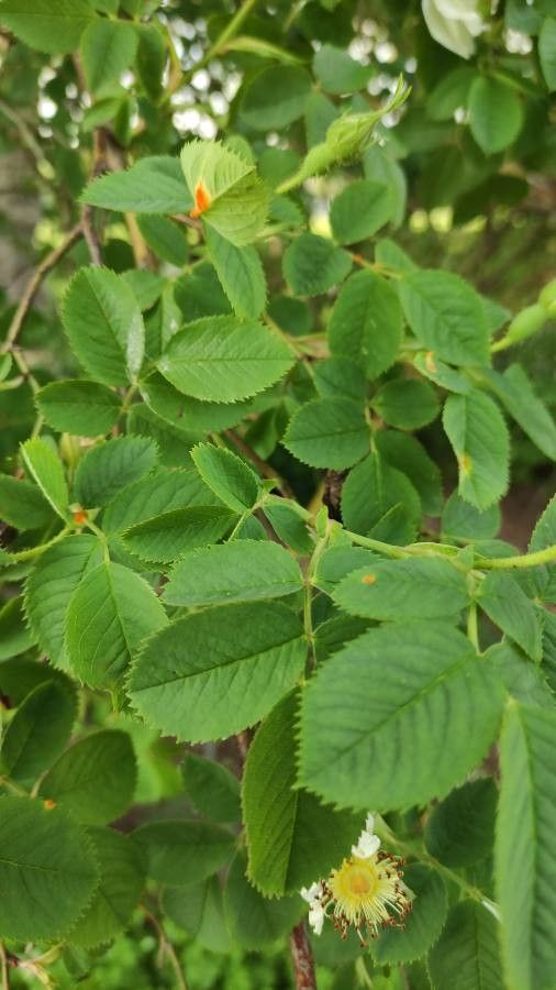 Rosa alba leaf